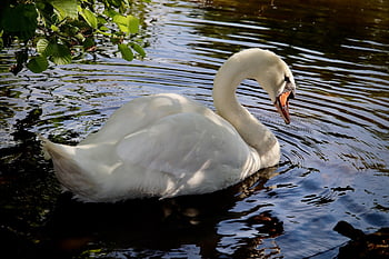 mute Swan, white Swan, water Bird, swan, pond, plumage, bird, animal, nature