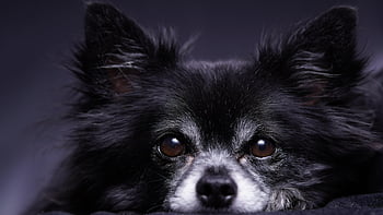 치와와, 개, 동물, 얼굴, 주둥이, 작은 개, 귀엽다, 충성스러운 친구, 착한 애, 모피, 기분 좋은