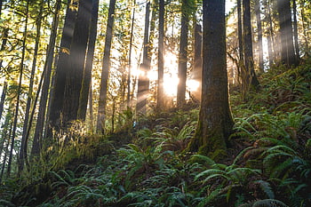 forest, sunlight, sunrays, towering trees, lush ferns, scenic photo, beautiful forest, nature scene, outdoor photography, forest landscape, natural beauty