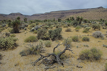 desert, cactus, dry, scenic, desert Plant, spur, arizona, mexico, botany, mandrel, landscape