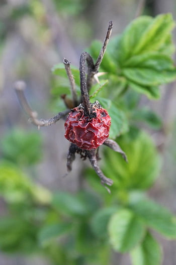 frutta, rametto, pianta, natura, rugoso, Jagoda, foresta