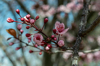 pink cherry blossoms, selective-focus photo, vibrant cherry blossoms, full bloom, nature's beauty, detailed close-up, cherry blossoms, pink flowers, spring flowers, floral photography, tree branches