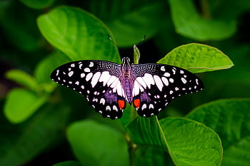sommerfugl, nærbilde fotografering, makro foto, fargerike vinger, frodige grønne blader, naturens skjønnhet, sommerfuglvinger, grønn løvverk, naturfotografering, dyreliv fotografering, insektfotografering