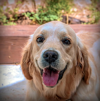 golden Retriever, dog, pet, canine, animal, tongue, fur, snout, mammal, dog Portrait, animal World