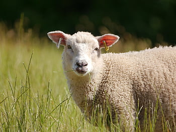 sheep, livestock, animal, nature, mammal, ruminant, wool, field, grass, farm, portrait