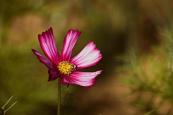 космос, cosmea, цвете, листенца, пъпки, падане, есен, bipinnatus, цъфтящ, цвят, ботаника