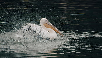dalmatský pelikán, pták, vodní ptáci, pelikán, vodní pták, brodivý pták, peří, zvířat, fauna, Příroda, zobák