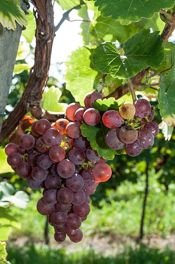 vin, drue, druer, frukt, vinranke, grapevine, vin voksende, vindyrking, sunn, vinranker, rødvin