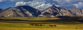 kyrgyzstan, horses, mountains, nature, songcol, trekking, outdoor, exploration, outdoors, travel
