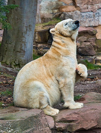 ledový medvěd, medvěd, zoo, Zoo Norimberk, zábava, divoké zvíře, zvíře, poškrábat, svědění, portrét, zvířecí portrét
