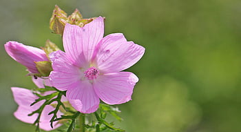 5 petaled purple flower, selective focus photography, vibrant pink blossom, full bloom, lush green background, day time, close-up, nature photography, floral photography, garden flowers, pink petals