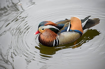 mandarin, vand, fugl, amp forsendelse, natur, fjerdragt