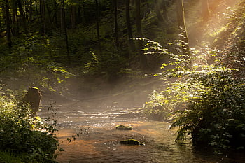 fall, summer, forest, flow, fog, sunbeams, nature