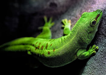 geco, geco del Madagascar, rettile, animale, onnivoro, diurno, verde, natura