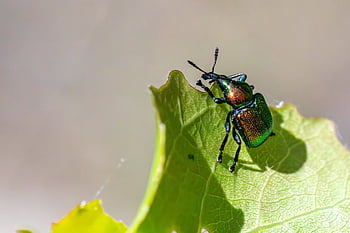beetle, weevil, insects, aspen Leaf-rolling Weevil, byctiscus Populi, invertebrates, insect Behavior, insect Ecology, fruit Pests, agricultural Pests, beetle Species