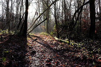 trees, undergrowth, trunks, forest, backlight, light, sun, sunlight, plants, luminous, winter