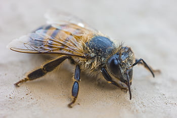 bee, insect, pollination, nature, wings, entomology, beekeeping, world Bee Day, hive, nectar, living