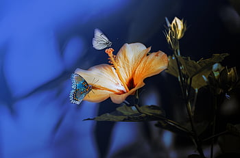 butterflies, hibiscus, painting, insects, beautiful Flowers, flowers, wings, plant, garden, nature, botany
