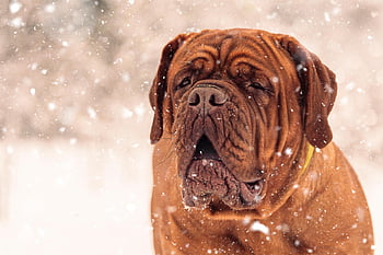 french Mastiff, dog, snow, pet, animal, face, head, dogue De Bordeaux, domestic Dog, big Dog, bodyguard