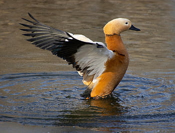 ruddy shelduck, pták, jezero, tadorna ferruginea, kachna, vodní ptáci, vodní pták, Příroda, zvíře, rybník, voda