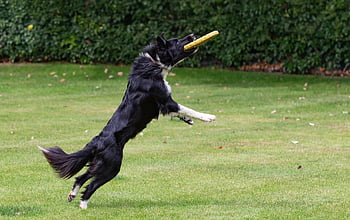 border kolie, border kolie v poli, pes chytání frisbee, pes běží, domácí zvíře, černobílý pes, Pes V Zahradě, kolie, Pes, venkovní, frizbee