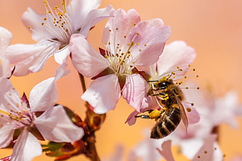 bee, insect, honey Bee, pollen, garden, nectar, nature, bloom, blossoms, collect, close Up
