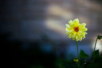 flower, beautiful Nature, nature Wallpaper, plant, dew, dewdrops, full Hd Wallpaper, droplets, yellow Flower, flower Wallpaper, petals