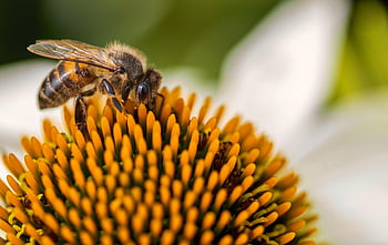 honey Bee, flower, pollination, flower Background, bee, macro, beautiful Flowers, insect, blossom, bloom, nature