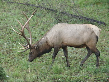 elk, jasper, wildlife, male, stag, canada, wild, bull, antler, mammal, alberta