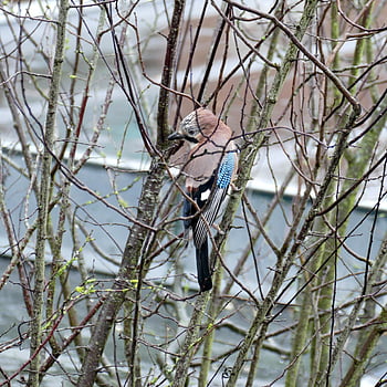 jay, garrulus Glandarius, bird, fauna, nature, greyish Brown, light Blue, winter, ornithology
