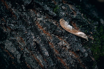 Benih kering, pohon, bagasi, kulit pohon, biji maple, pohon tua, batang pohon tua, benih, tekstur, pola, hutan