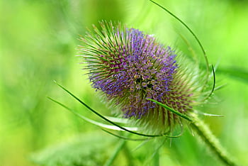 teasel, seed Head, plant, dipsacus, stem, nature, summer, 9719