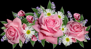 flowers, roses, daisies, lavender, arrangement, greeting Card, decoration, cut Out, isolated, garden, nature