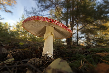 houba, houba na mytí, agaric, lesní houby, muchomůrka, amanita muscaria, les, Příroda, borovicový les, podzim, zblízka