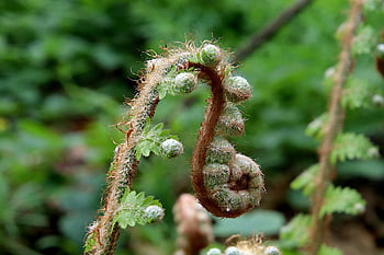 fern, deployed, unfold, fulfillment, plants, flora, drink, forest, birth, spring, emergence