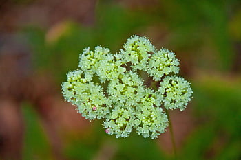 carotte sauvage, fond de fleur, fleurs, plante, papier peint à fleurs, fleurs sauvages, reine anne dentelle, Dentelle évêque, Floraison, fleur, plante à fleurs