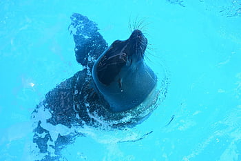 california Sea Lion, animal, pool, sea Lion Show, sea Lion, mammal, wildlife, swimming, water, houston Zoo, hermann Park
