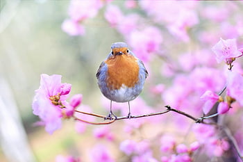European robin, cherry blossom, spring, shallow focus, vibrant bird, perched bird, nature photography, springtime, floral background, wildlife, pink flowers