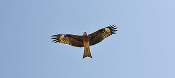 milvus migrans, musta leija, luonto, saalis, petolintu, lintu, Raptor, lentää, lento, metsästäjä, villieläimet