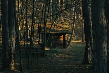 cabin, dark forest, rustic wooden cabin, serene forest, nature enthusiasts, woodland retreat, outdoor escape, secluded cabin, forest hideaway, natural setting, peaceful retreat