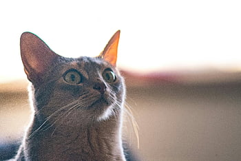 shallow focus, short-coated gray cat, adorable tabby cat, wide eyes, whiskers, gazing upward, indoors, close-up cat, cute cat, pet photography, animal portrait