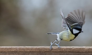 skvělá sýkorka, malý pták, zahradní pták, zahrada, větev, větvička, peří, Pírko, greattit, pták, posazený