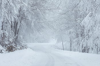 winter, snow, cold, nature, landscape, white, frost, trees, frozen, sunrise, snowflake