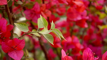 pink bougainvillea flowers, selective focus photography, bright pink bougainvillea, garden setting, bougainvillea leaves, floral photography, pink flowers, garden flowers, bougainvillea plant, nature photography, outdoor flowers