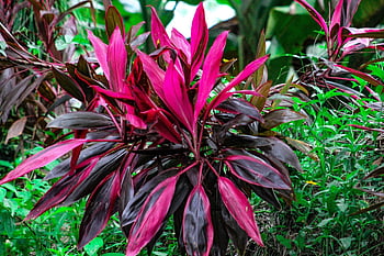 red Leaf, jungle, rainforest, nature, red, leaf, tropical, green, colorful, exotic, flora