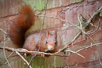 squirrel, tree Squirrel, rodent, animal, mammal, wildlife, climbing, cute, nature