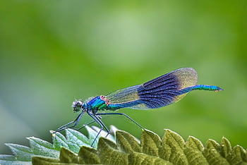 hmyz, poněkud, entomologie, druh, stvoření, volně žijících živočichů, Příroda, křídla, Chyba, odonata, modrý