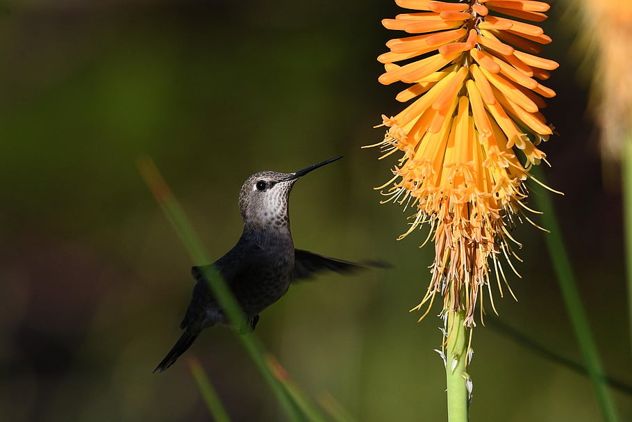 anna, hummingbird, flowers, fly, nature, wildlife, birdphotography, birds Wildlifephotography, birdwatching, photography, birding