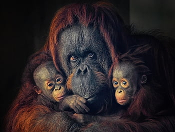 Bornan Orangutan, Orang-Utan, Affe, Primas, Tierwelt, Tiere, Säuglinge, Babys, Mutter, baumartig, Säugetiere