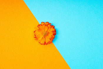 flower, minimalist, background, sulfur Cosmos, bloom, orange, blue, hd Wallpaper, colorful, valentines, minimal